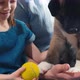 Puppy sniffing ball in girl's hand - VideoHive Item for Sale