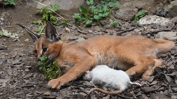 Baby caracal playing with dead rat