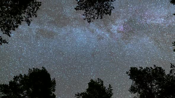 Bottom Up View of Milky Way and Stars Pass Across the Trees in the Night. Time Lapse