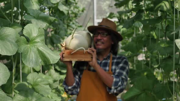 Gardener is harvesting melons in a greenhouse farm