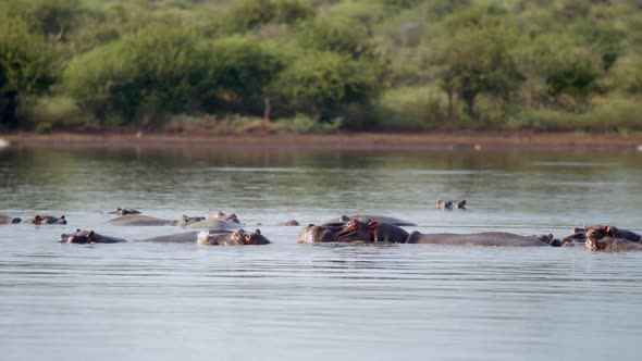Hippopotamus Herd on River Water Surface, Authentic Scenery From Kruger National Park, South Africa
