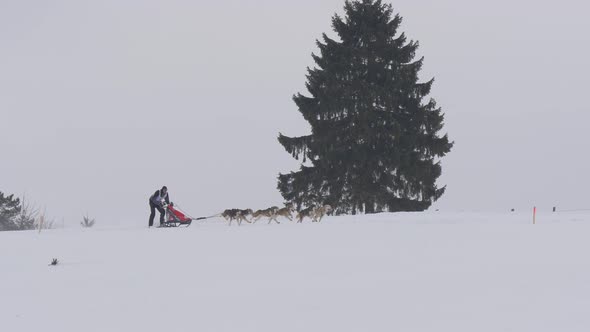 Person riding a dog sled during winter