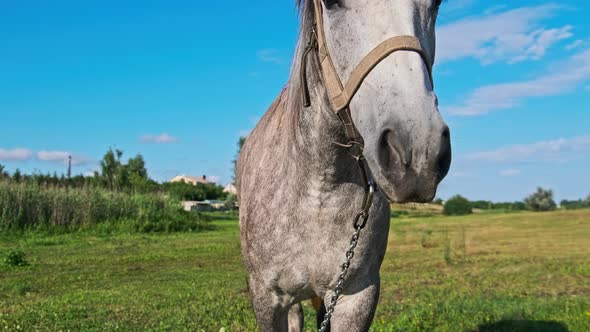 Funny Gray Horse Looking in Camera Against Blue Sky in Green Meadow Slow Motion