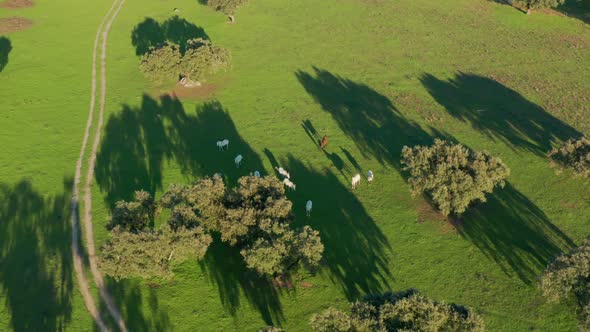 Beautiful Horses Within a Stud Farm in Picturesque Countryside