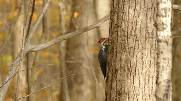 Pileated woodpecker pecking at unseen target prey behind tree in fall