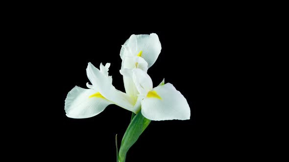 Time Lapse of Flowering White Iris on a Black Background Beautiful White Flower Video