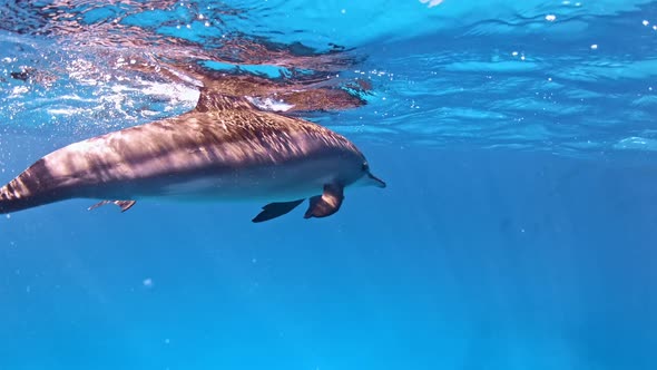 Close-up on adult dolphins swimming close to the surface.