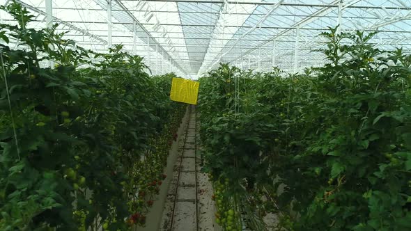 Agricultural Industry Greenhouse