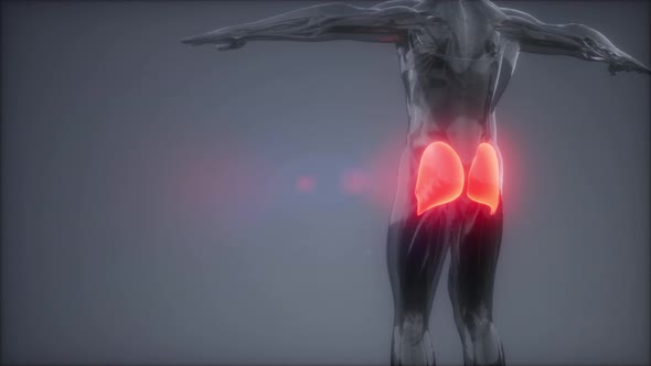 Gluteus Maximus - Leg Muscles Anatomy Animation alt