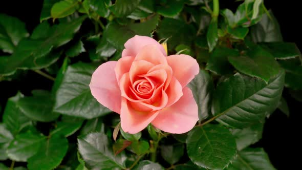 Time Lapse of Opening Orange Rose Flower