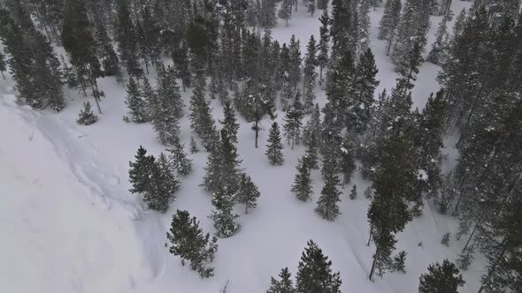 Mysterious Fantastic Winter Panoramic Landscape with Snowy Forest in Heavy Snowfall Aerial View