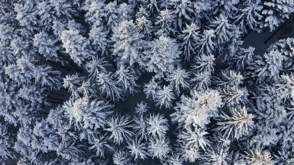 Aerial top-down rising over snowy conifer forest