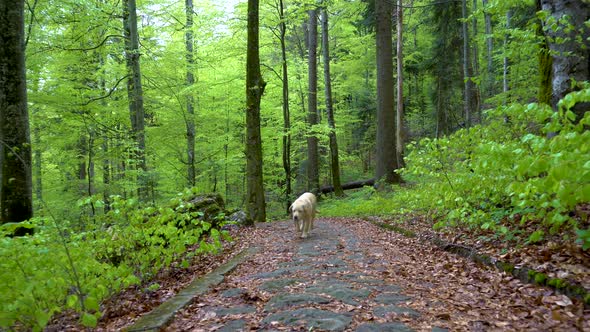 Dog of breed Labrador Retriever walking through forest