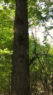 Vertical Video Trees in the Autumn Forest in the Afternoon