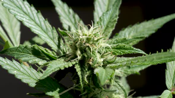 Cannabis blooming flower full of THC, macro shot