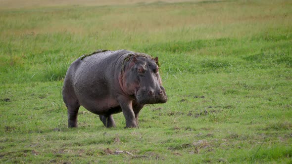 Wild Hippopotamus Walks Through Pasture With Fresh Green Grass In African Plain