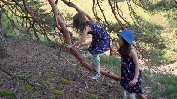 Two Girls in Summer Dresses Are Climbing a Tree in the Forest