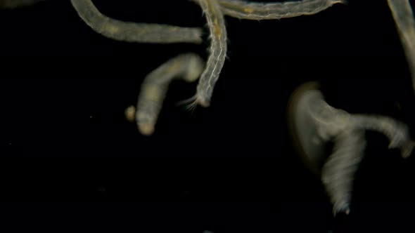 Many Mosquito Larvae Under the Microscope