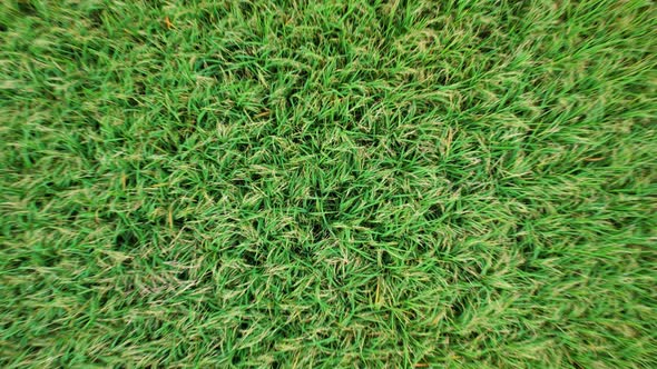 A green rice field waving in the wind, Green rice plants growing. Nature Aerial footage