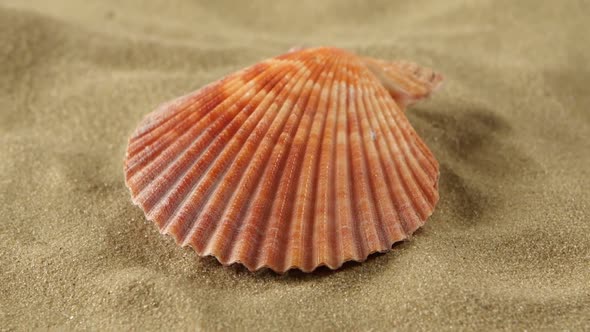 Sea Shells, Pink, on Sand, Rotation, Close Up