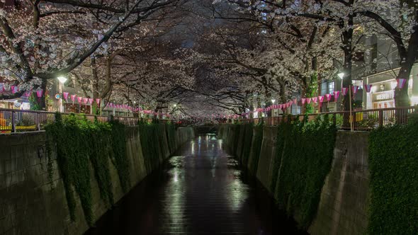 Cherry Blossom Night Meguro River Bridge Tokyo