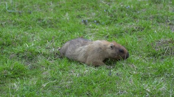 Woodchuck