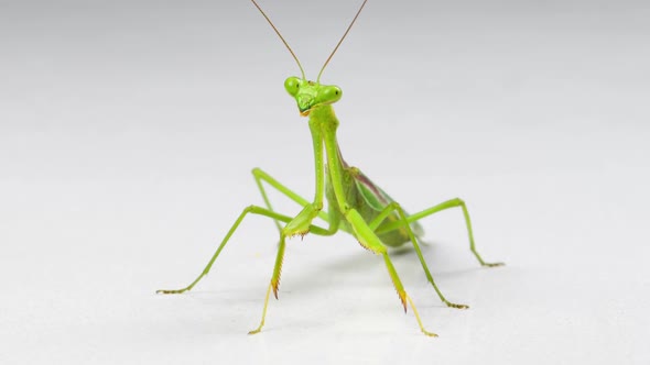 Macro Praying Mantis On White