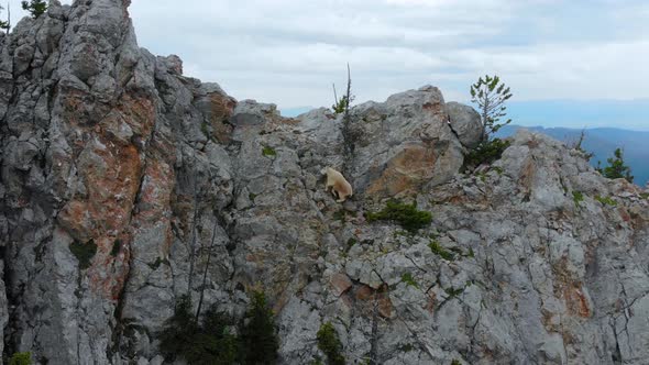 Rocky Mountain Goat Climbing a Steep Mountaintop Cliff in Bozeman Montana for Majestic Animal Aerial