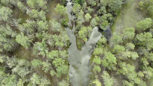 Trees and Forest in The River Bed