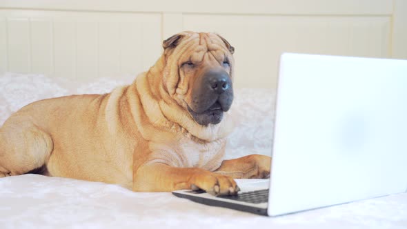 funny sharpei dog lying on a bed or sofa and looking at a laptop monitor.