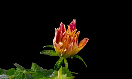 Timelapse of Growing and Opening From Yellow to Red Colorful Dahlia Georgine Flower Isolated on