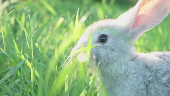 Cute Fluffy Light Gray Domestic Rabbit with Big Mustaches Ears Eats Young Juicy Green Grass Bright