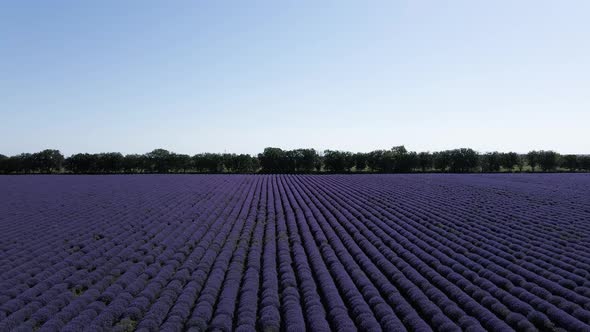 A Lavender Field Filmed with a Slowmoving Drone in the Back Up