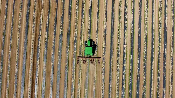 Downward angle drone shot of tractor in a farm field with rows of crops