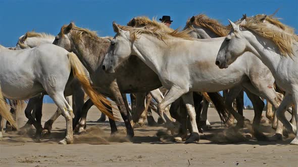 Herd of Camargue horses on the beach, Camargue, France
