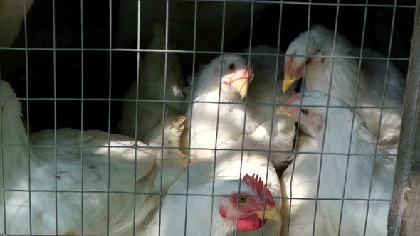 White Chickens at Eco Farm