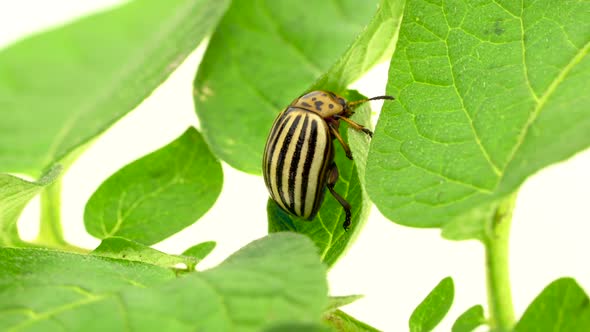 Colorado Beetle on a Leaf on a White Background