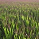 Low Altitude Aerial Drone Shot Over Green Corn Field Showing Large Leafs Maize Has Become Staple - VideoHive Item for Sale