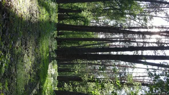 Vertical Video of a Beautiful Green Pine Forest on a Summer Day Slow Motion