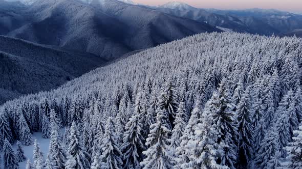 Aerial Flying Above Winter Forest in Mountain Valley at Sunrise