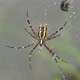 2021.08.12_5 Spider-wasp. Spider and spider web in dew in heavy fog at dawn. - VideoHive Item for Sale