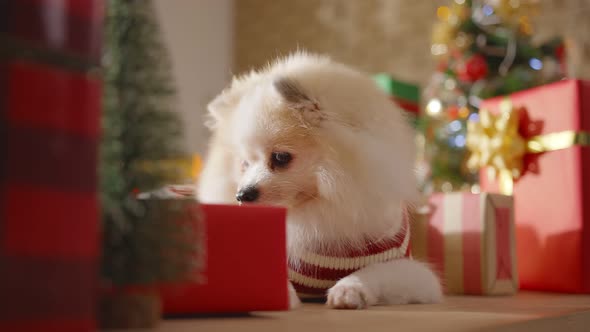 sleepy happiness Dog breed white color pomeranian