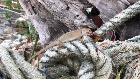 Lizard sitting on a rope eating a bug 