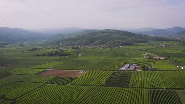 High Flight Over the Vineyards of Italy Drone Aerial