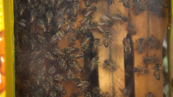 Honey Bees in an Exhibition Hive with Transparent Glass