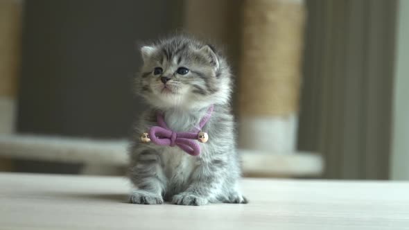 British Shorthair Kitten Lying On Wooden Table With Copy Space