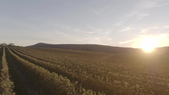 Rising sun shining brightly over rows of grapevines