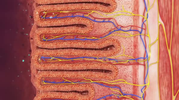 Digestive system - bowel cleaning2.mov