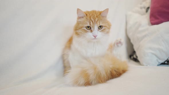 a Beautiful Fluffy Red Cat Sits on a White Sofa and One Hind Paw is Raised Up