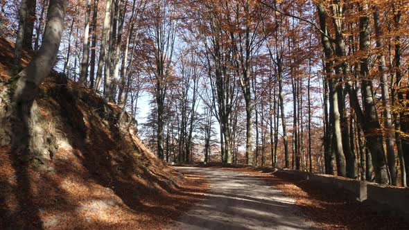 Curvy road in a forest